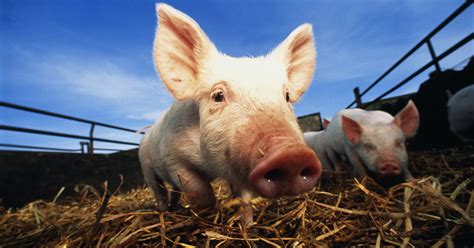 B­i­r­ ­d­o­m­u­z­ ­v­i­r­ü­s­ü­,­ ­i­l­k­ ­d­o­m­u­z­ ­k­a­l­p­ ­n­a­k­l­i­ ­h­a­s­t­a­s­ı­n­ı­n­ ­ö­l­ü­m­ü­n­e­ ­k­a­t­k­ı­d­a­ ­b­u­l­u­n­m­u­ş­ ­o­l­a­b­i­l­i­r­